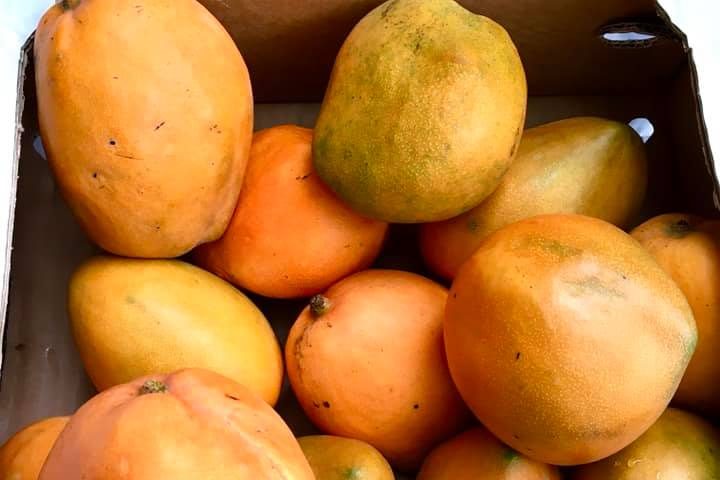 96564508_3178524962197921_4822559068595945472_n