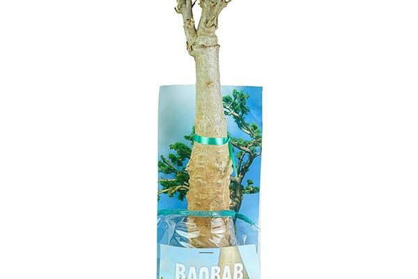 Baobab