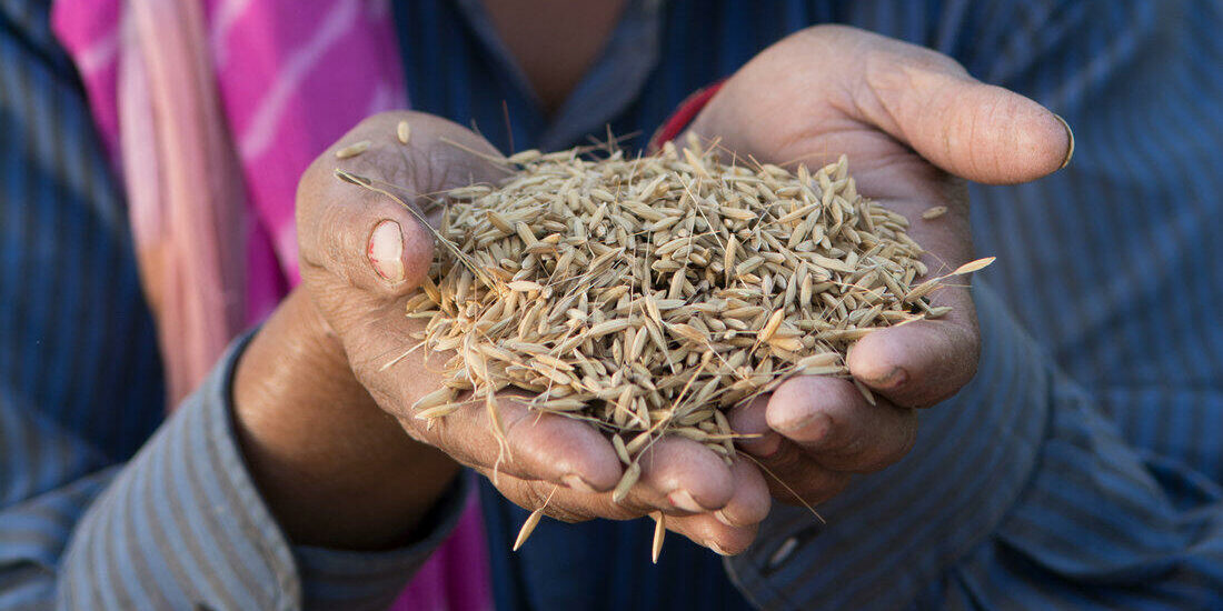 csm_Navdanya-Hand-Reiskoerner-nah-nusch_big_7d187dc8c6