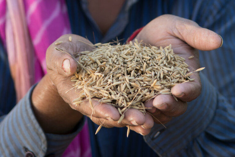 csm_Navdanya-Hand-Reiskoerner-nah-nusch_big_7d187dc8c6