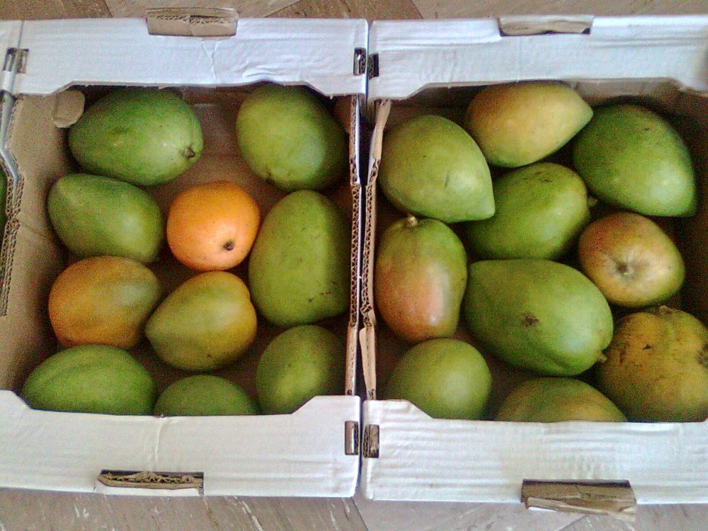 Mangos_2026_klein Mangos