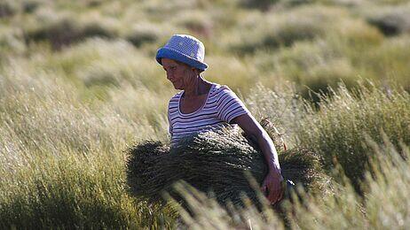csm_880_Heiveld_Suedafrika_Carrying-rooibos-sheaves-from-field_950169_HP_feb96a77b9 GEPA-The FairTradeCompany
