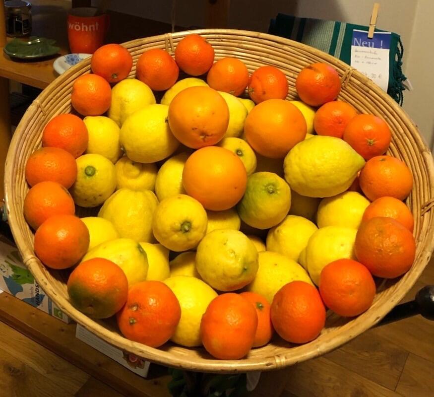 Zitrusfrüchte Weltladen
