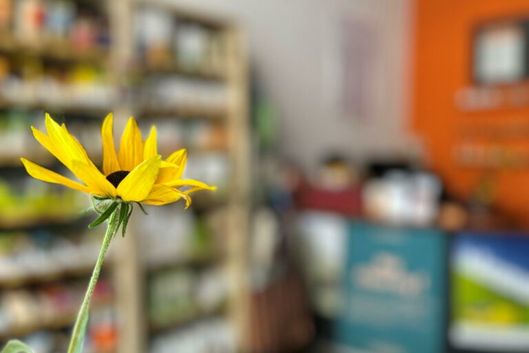 Sommerpause 2023 Sonnenblume, im Hintergrund der Weltladen