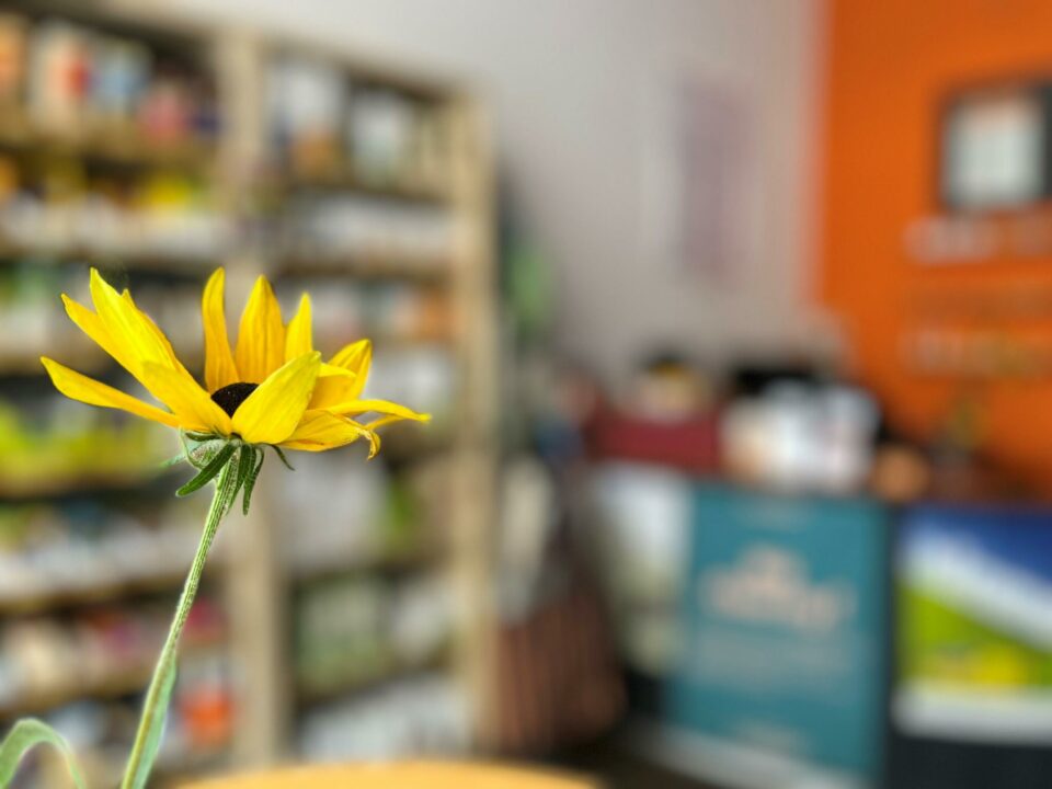 Sommerpause 2023 Sonnenblume, im Hintergrund der Weltladen