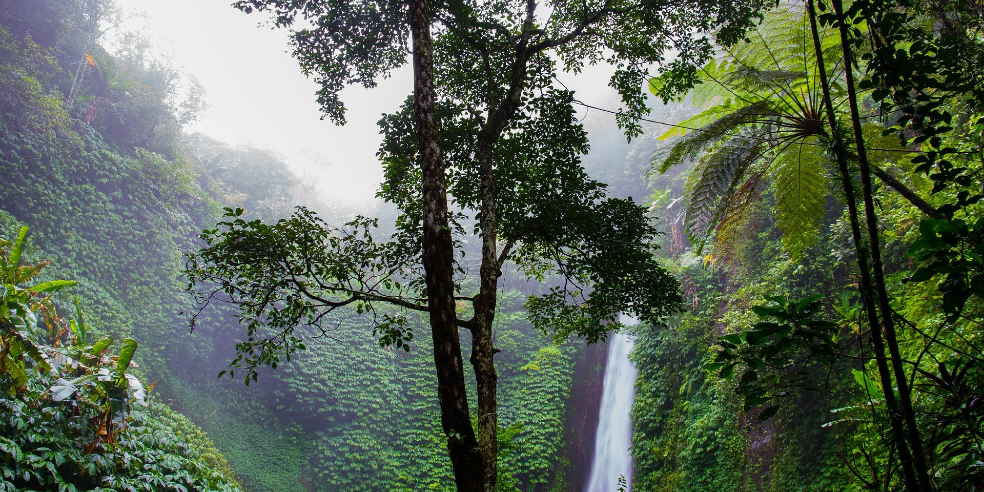 Regenwald – die grüne Lunge