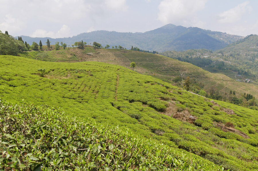 csm_Samabeong-Teegarten-heute-1_big_bceec2b763