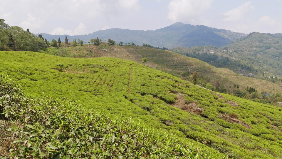 csm_Samabeong-Teegarten-heute-1_big_bceec2b763