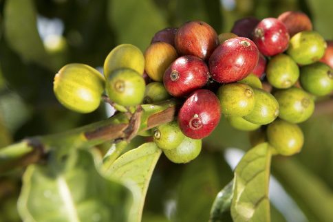 ACPCU-Nagasha-Dorcias-pfluecken-nah_header_(c)_GEPA_-_The_Fair_Trade_Company