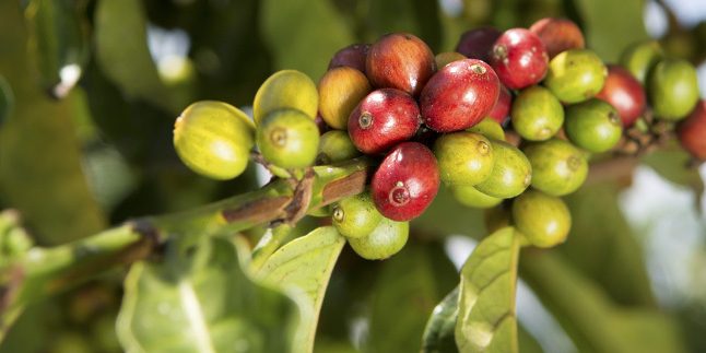 ACPCU-Nagasha-Dorcias-pfluecken-nah_header_(c)_GEPA_-_The_Fair_Trade_Company