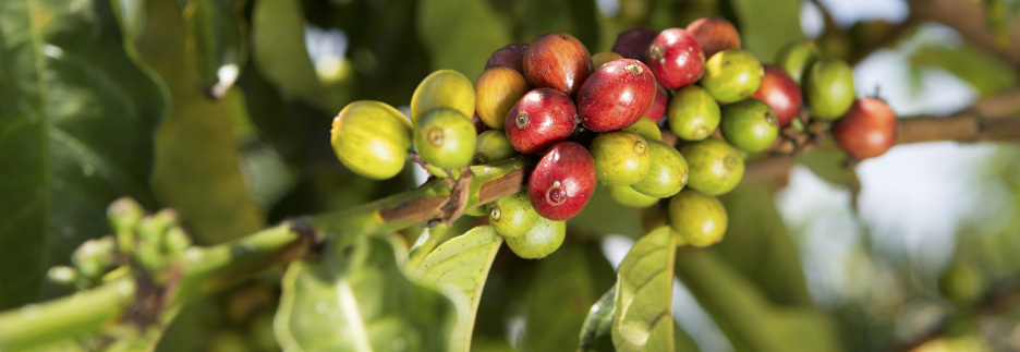 ACPCU-Nagasha-Dorcias-pfluecken-nah_header_(c)_GEPA_-_The_Fair_Trade_Company