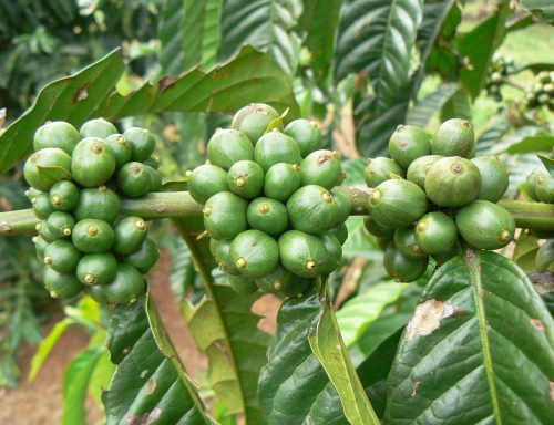 KaffeePflanze