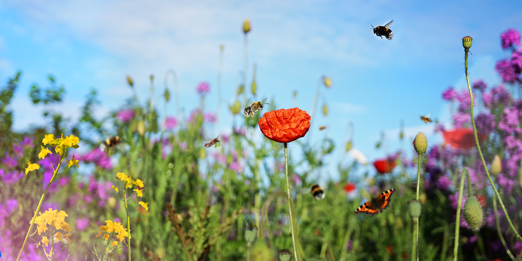 Ein Himmel voller Bienen