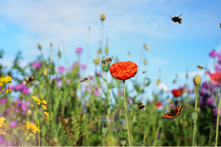 Ein Himmel voller Bienen