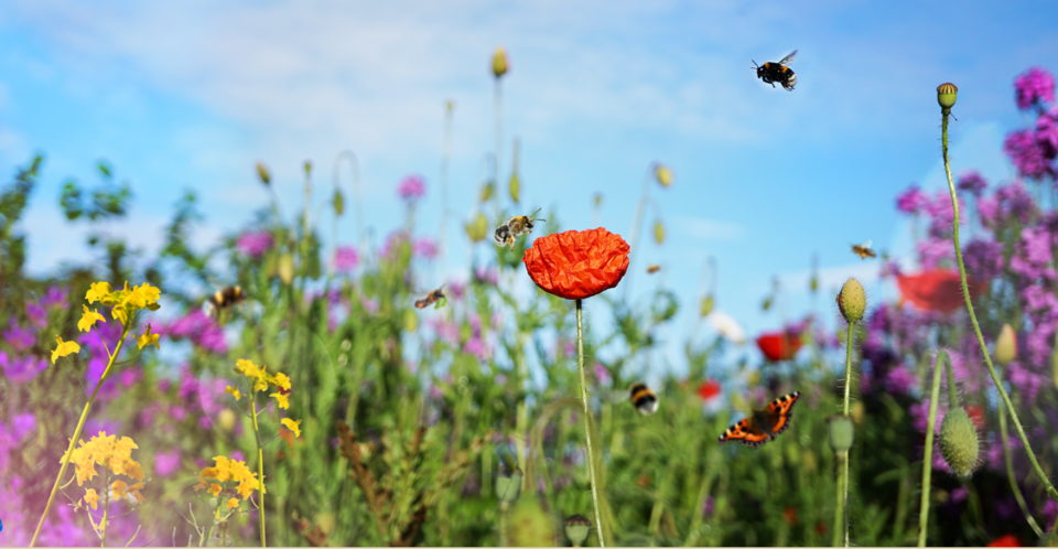 Ein Himmel voller Bienen