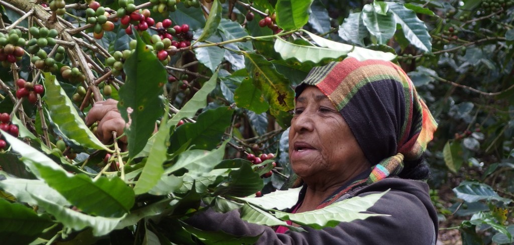 Consuela Talavera, Kaffeebäuerin in der Kooperative Miraflor. erntet nur reife Kaffeebohnen in Handarbeit.