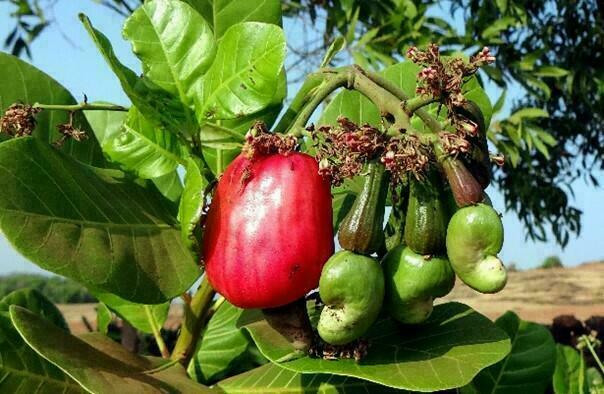 2022 Cashew Aktion im Mai 01