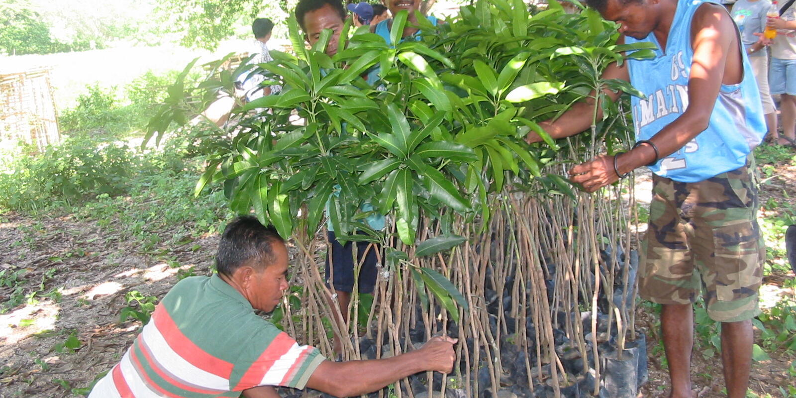 WeltPartner-Mango-und-Aufforstung(1)