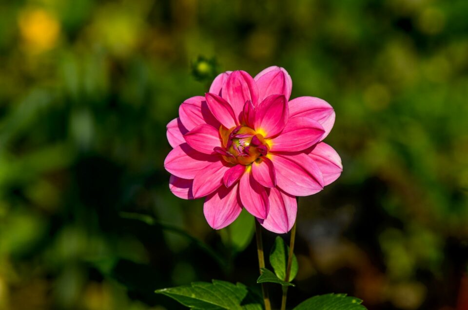 walter-sturn-6gnWQCwZKAE-unsplash